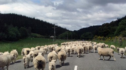 nz-traffic-jam-1248929